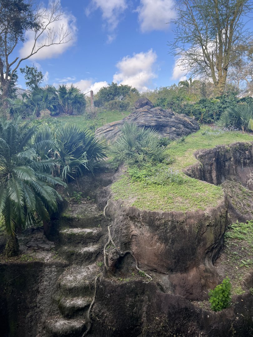Western Lowland Gorilla Exhibit 1