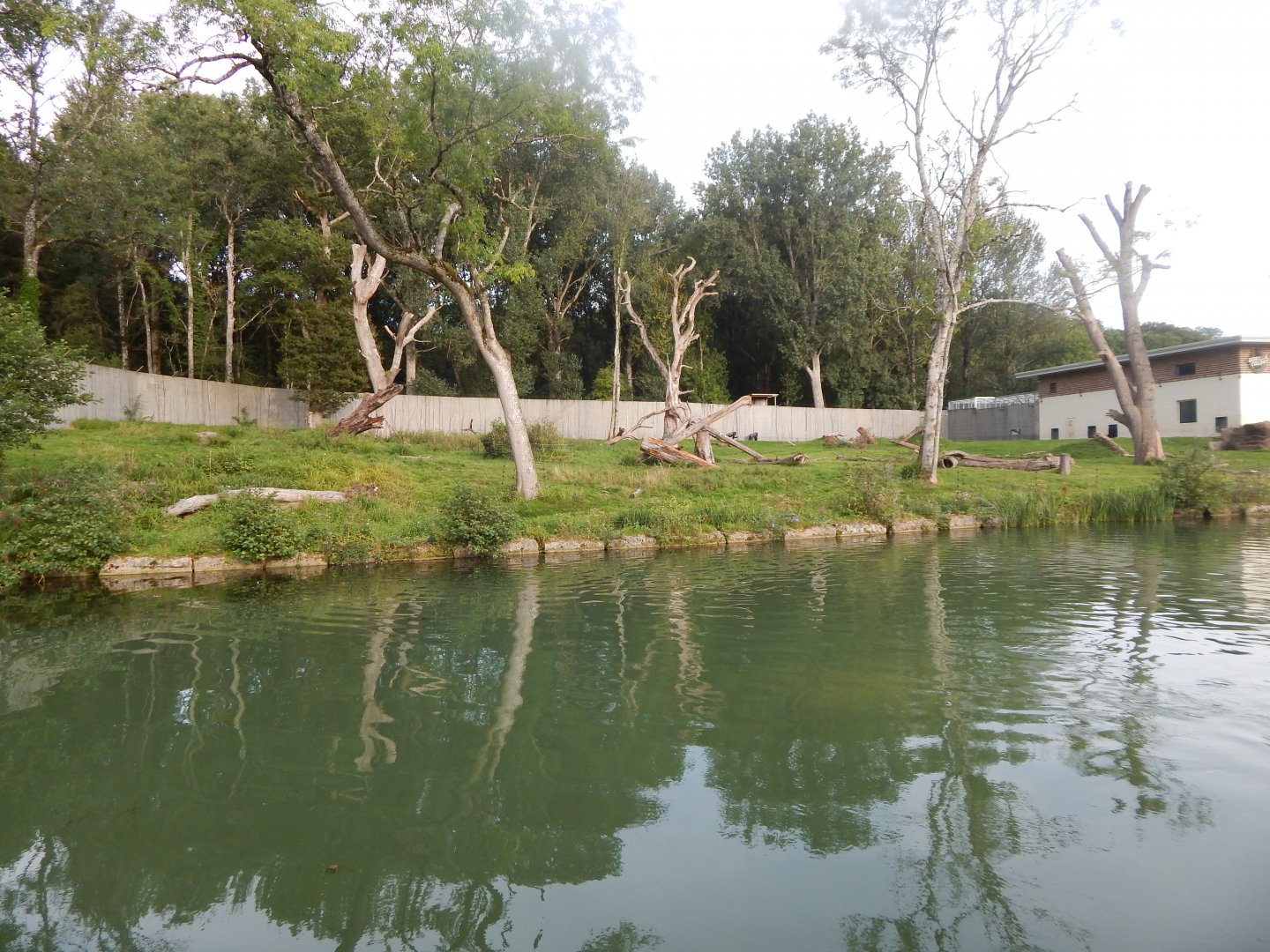 Western lowland gorilla exhibit 110921