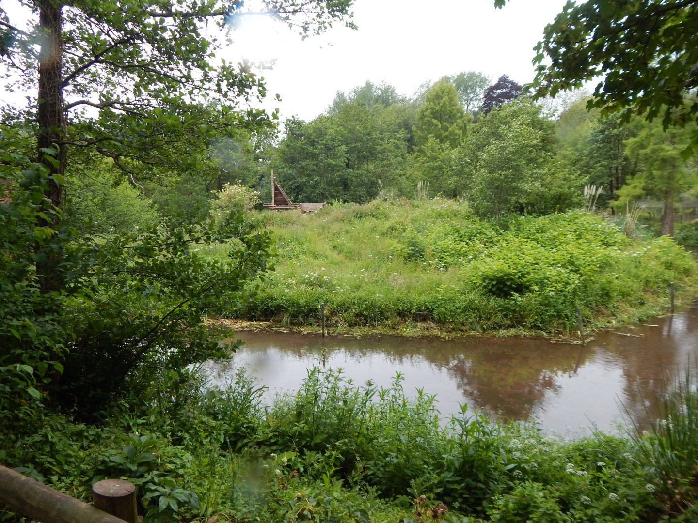 Western lowland gorilla exhibit 130624