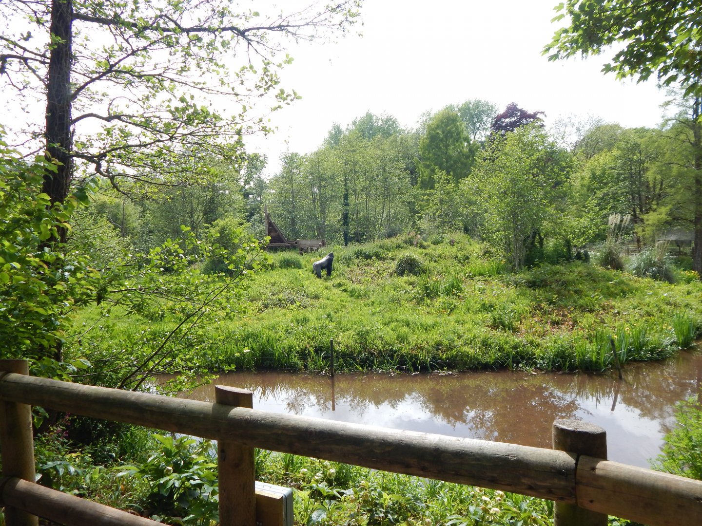 Western lowland gorilla exhibit 170524