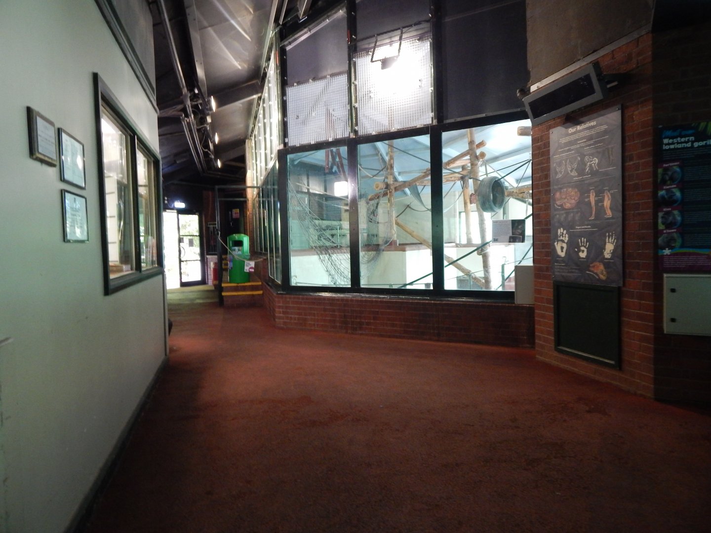 Western lowland gorilla exhibit 170524