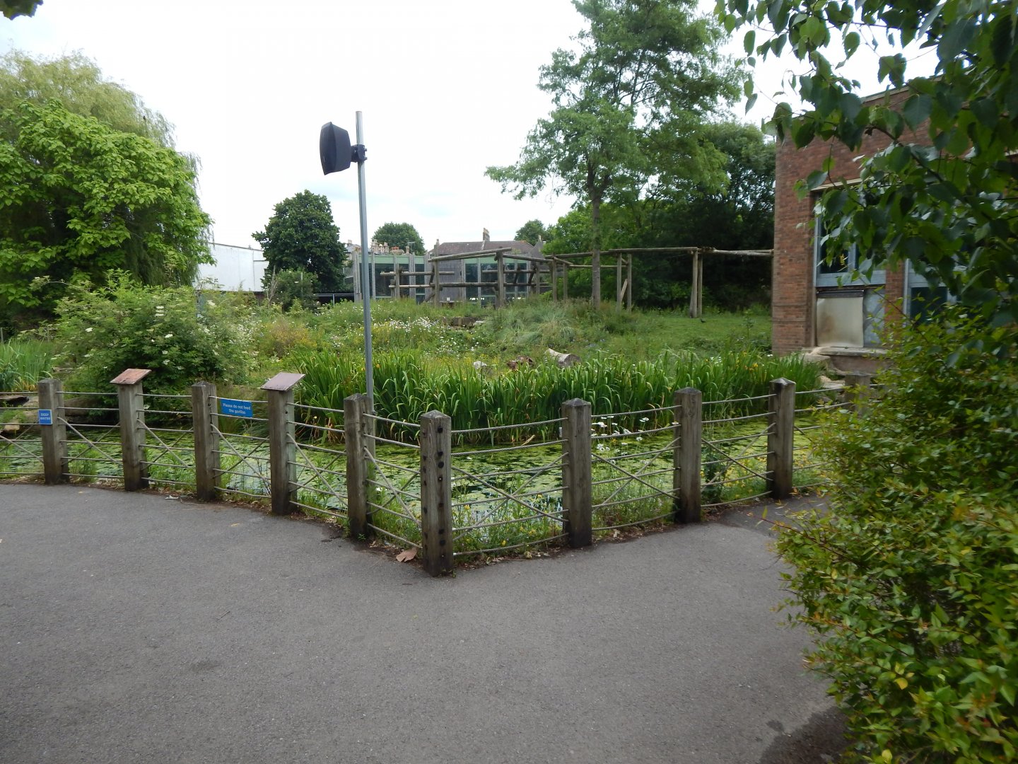 Western lowland gorilla exhibit 190622