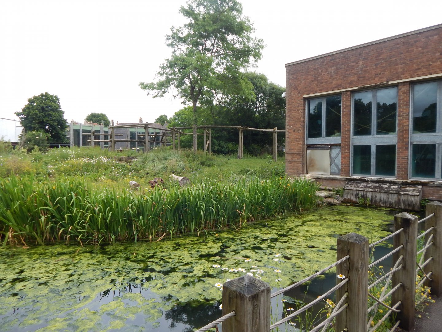 Western Lowland gorilla exhibit 190622
