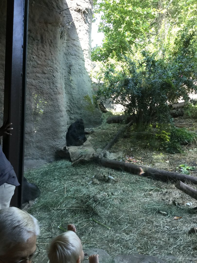 Western Lowland Gorilla exhibit #2 8/3/19
