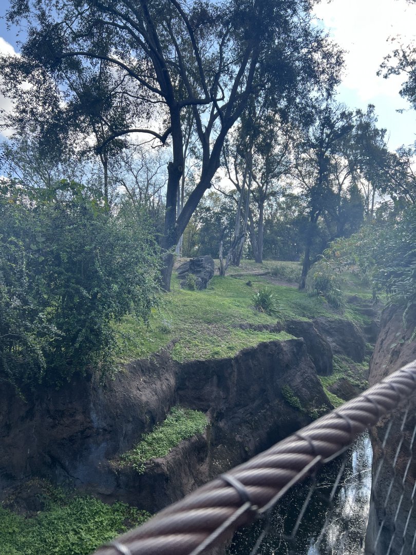 Western Lowland Gorilla Exhibit 2