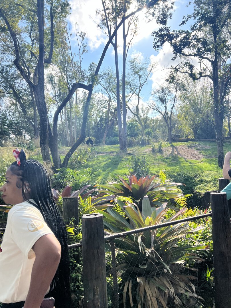 Western Lowland Gorilla Exhibit 2