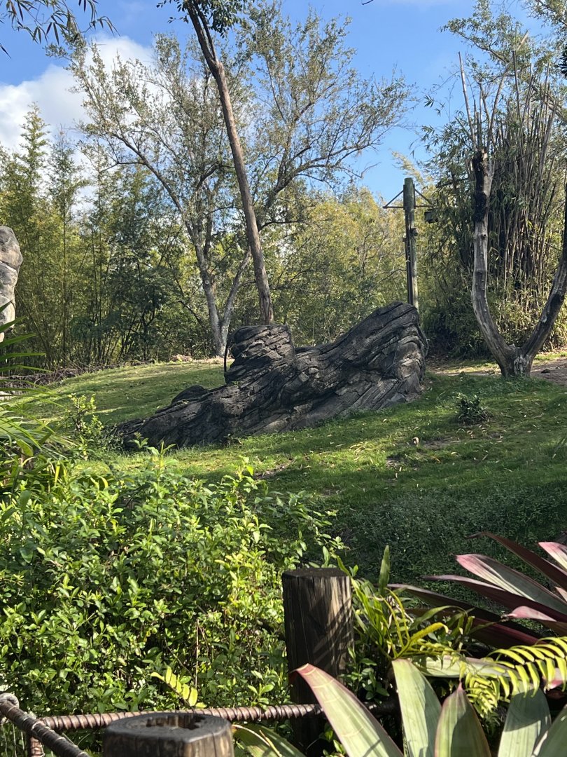 Western Lowland Gorilla Exhibit 2