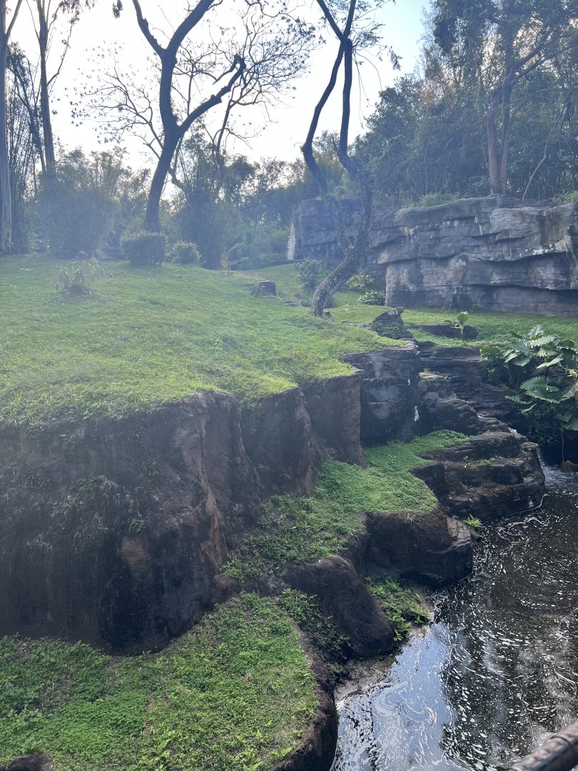 Western Lowland Gorilla Exhibit 2