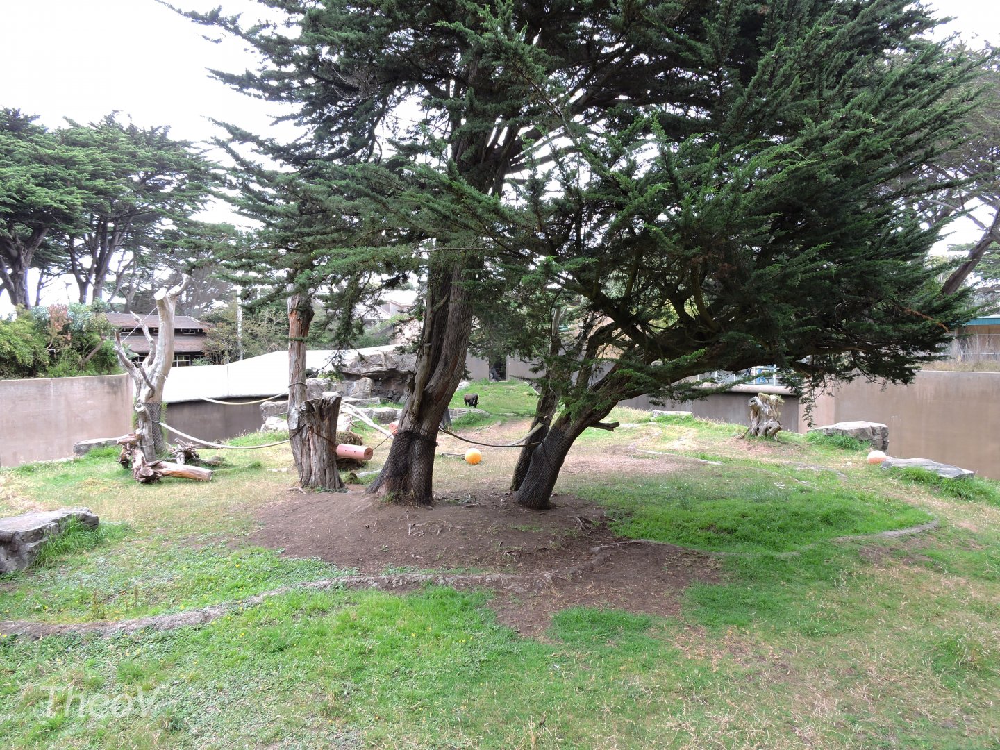 Western lowland gorilla exhibit [2015]