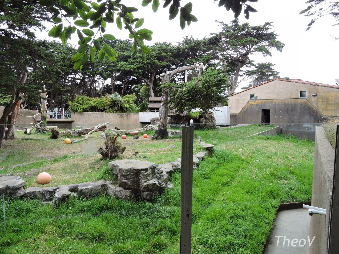 Western lowland gorilla exhibit [2015]
