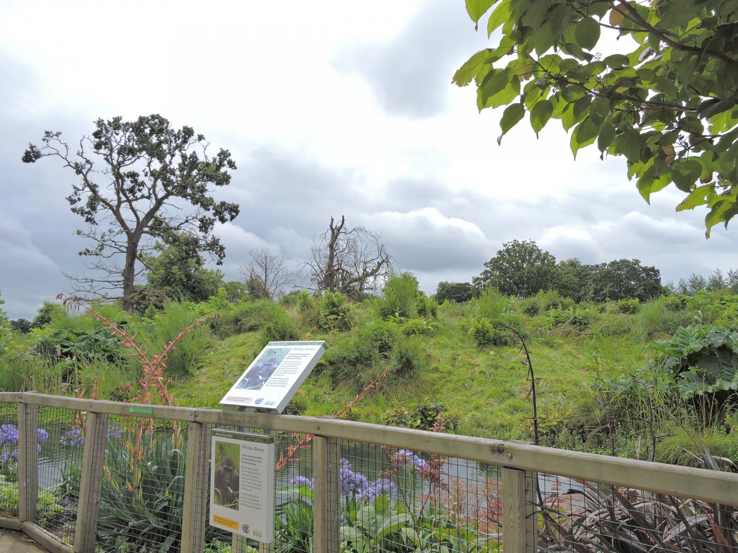 Western lowland gorilla exhibit [2016]