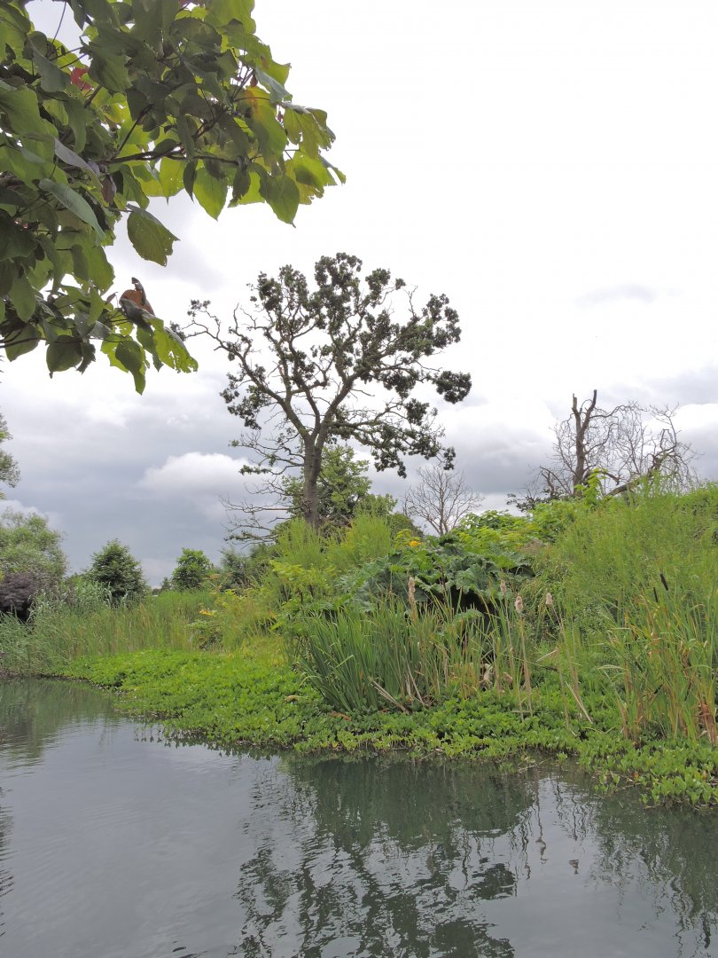 Western lowland gorilla exhibit [2016]