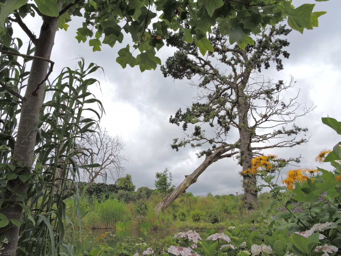 Western lowland gorilla exhibit [2016]
