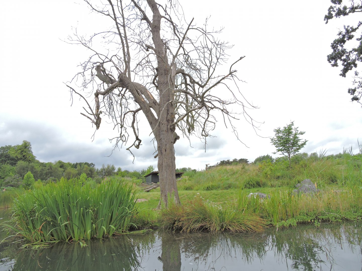 Western lowland gorilla exhibit [2016]