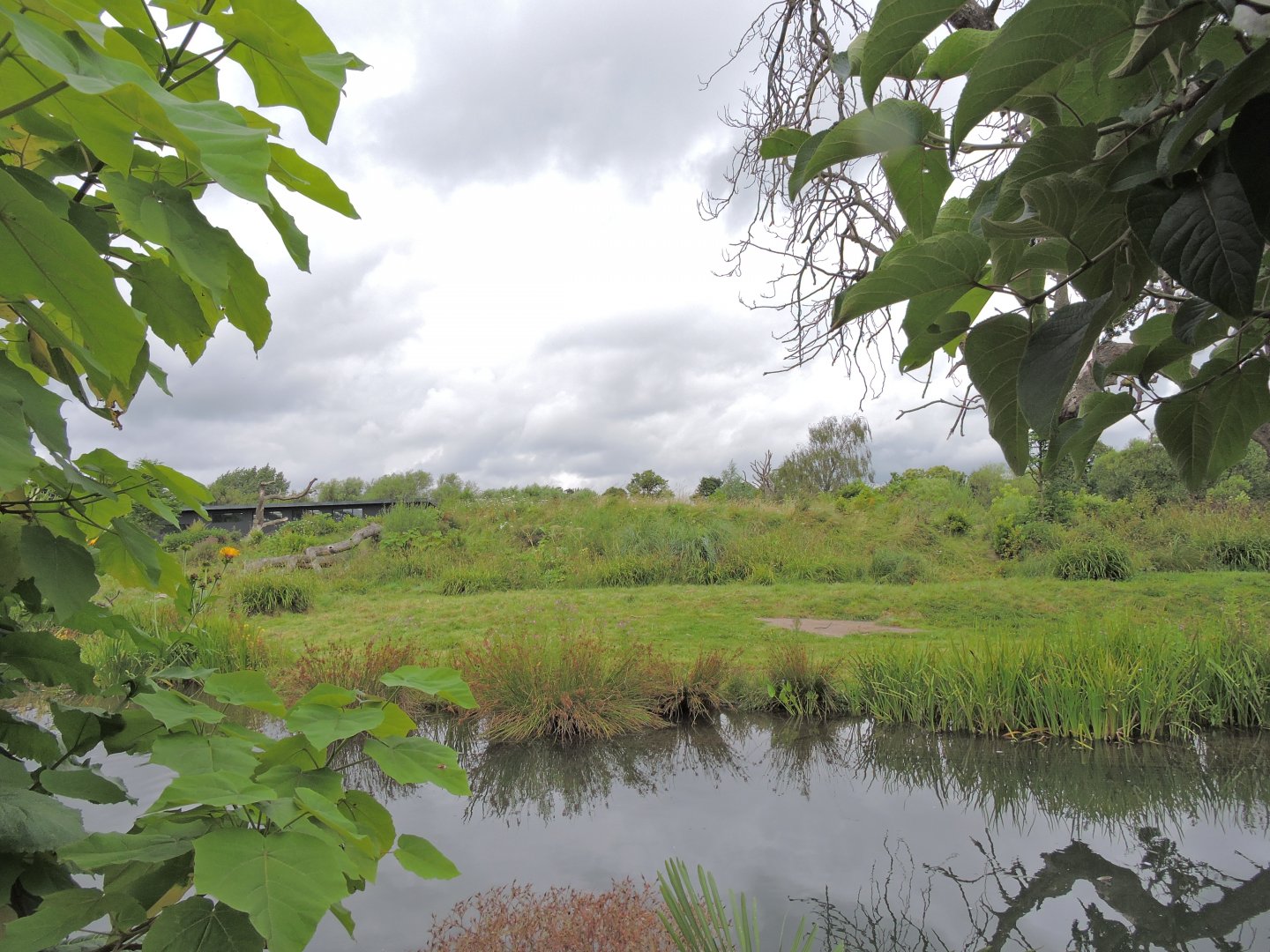 Western lowland gorilla exhibit [2016]