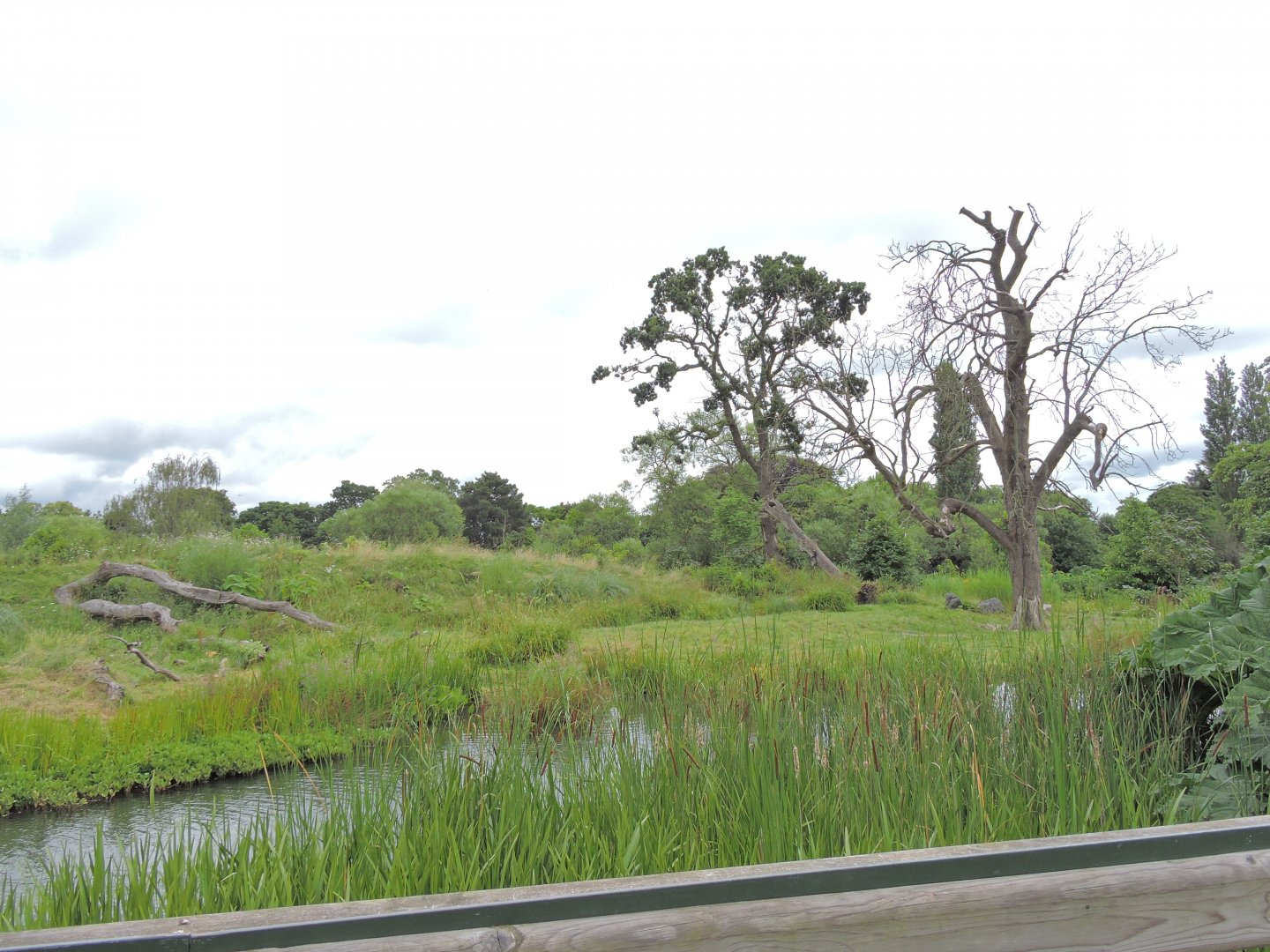 Western lowland gorilla exhibit [2016]