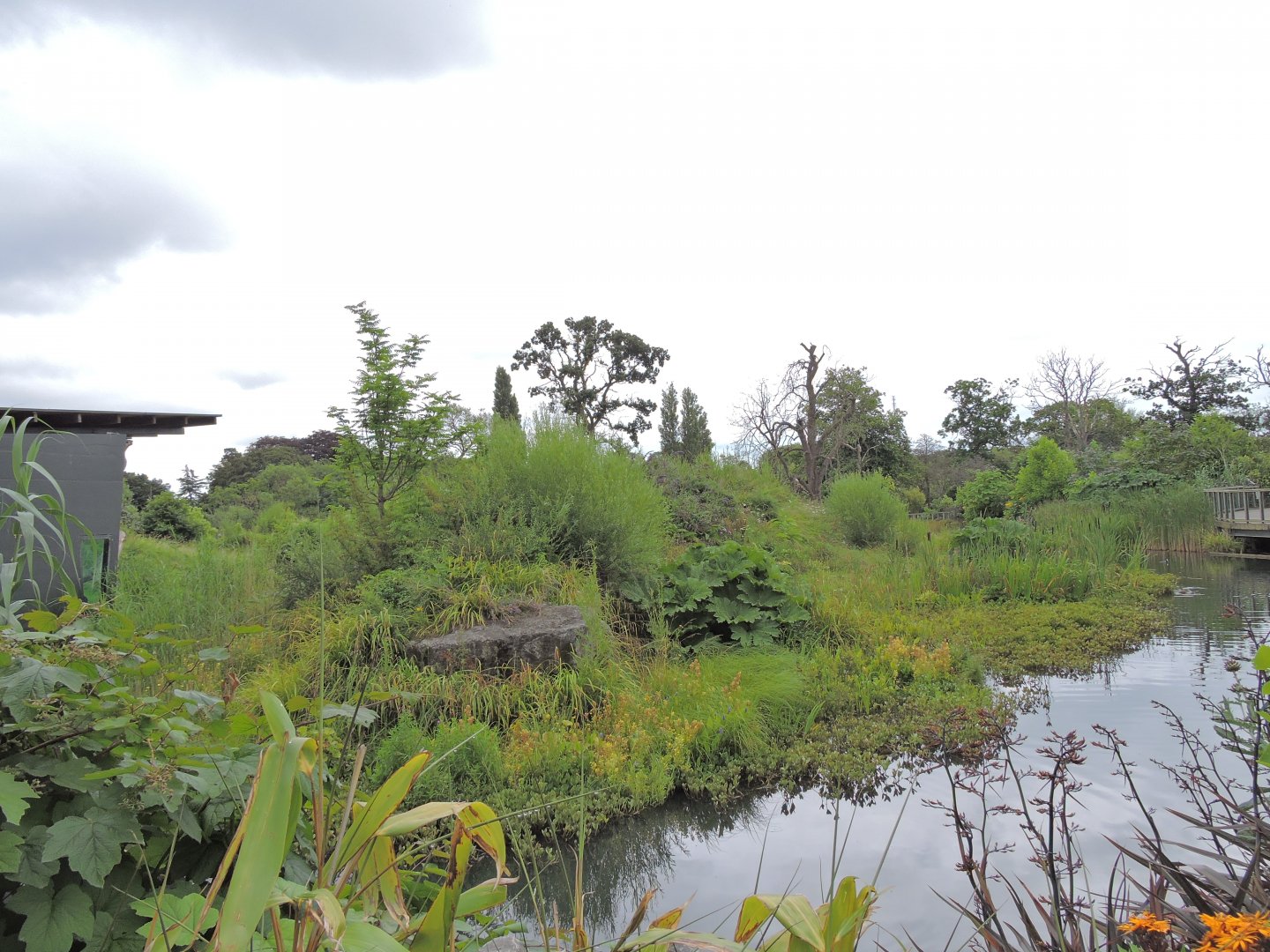 Western lowland gorilla exhibit [2016]