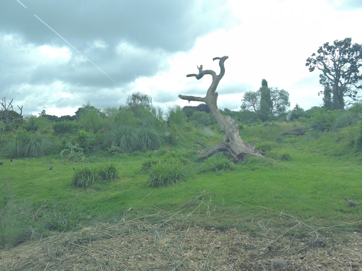 Western lowland gorilla exhibit [2016]