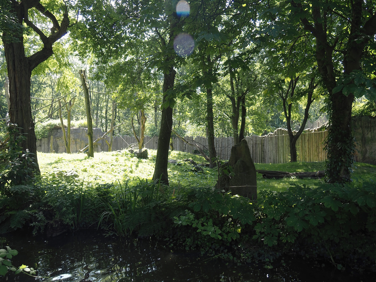 Western lowland gorilla exhibit, 2024-06-08