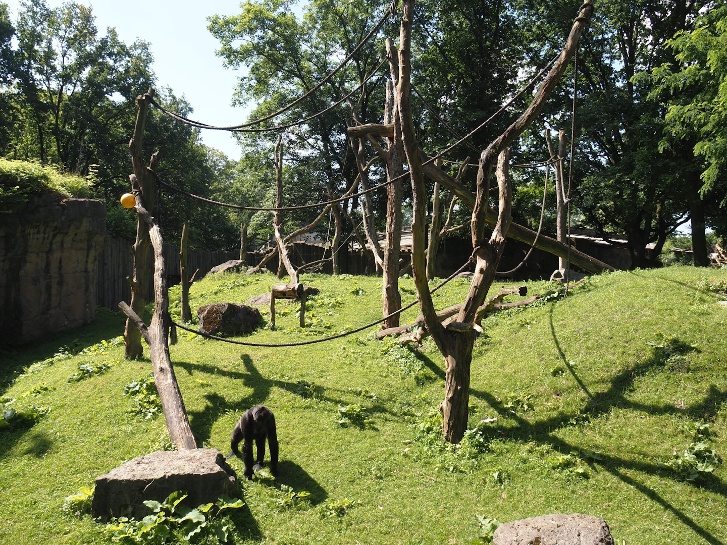 Western lowland gorilla exhibit, 2024-06-08