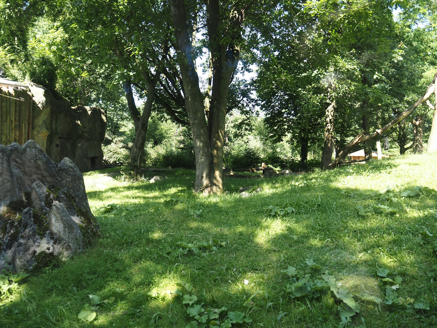Western lowland gorilla exhibit, 2024-06-08