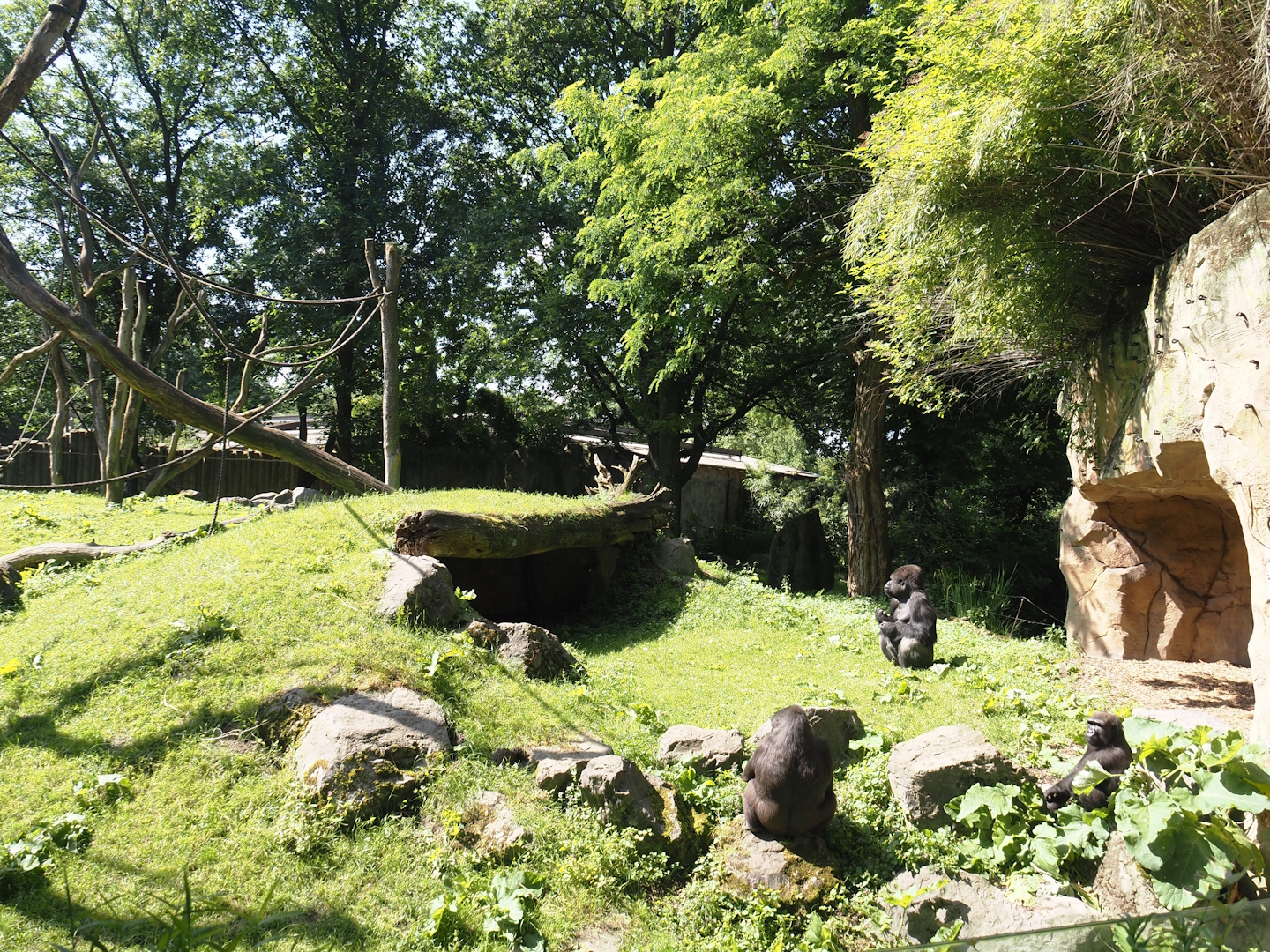 Western lowland gorilla exhibit and viewing cave, 2024-06-08