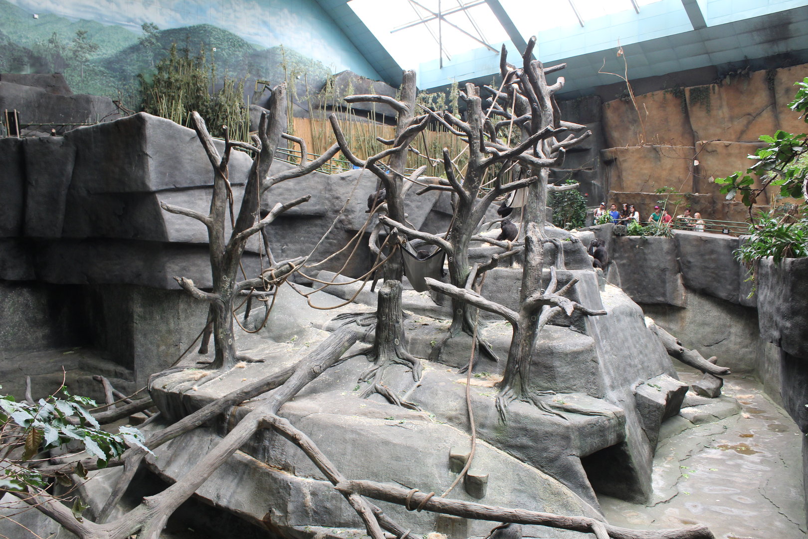 Western Lowland Gorilla Exhibit (Future African Monkey Exhibit) - Tropic World