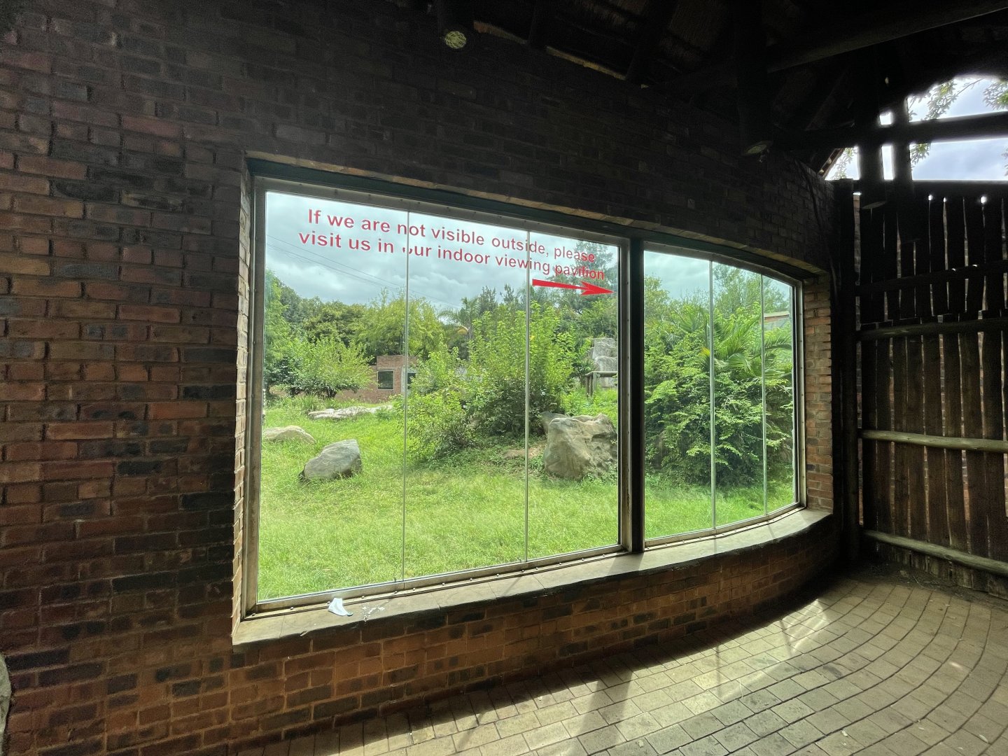 Western Lowland Gorilla Exhibit (Gorilla gorilla gorilla)