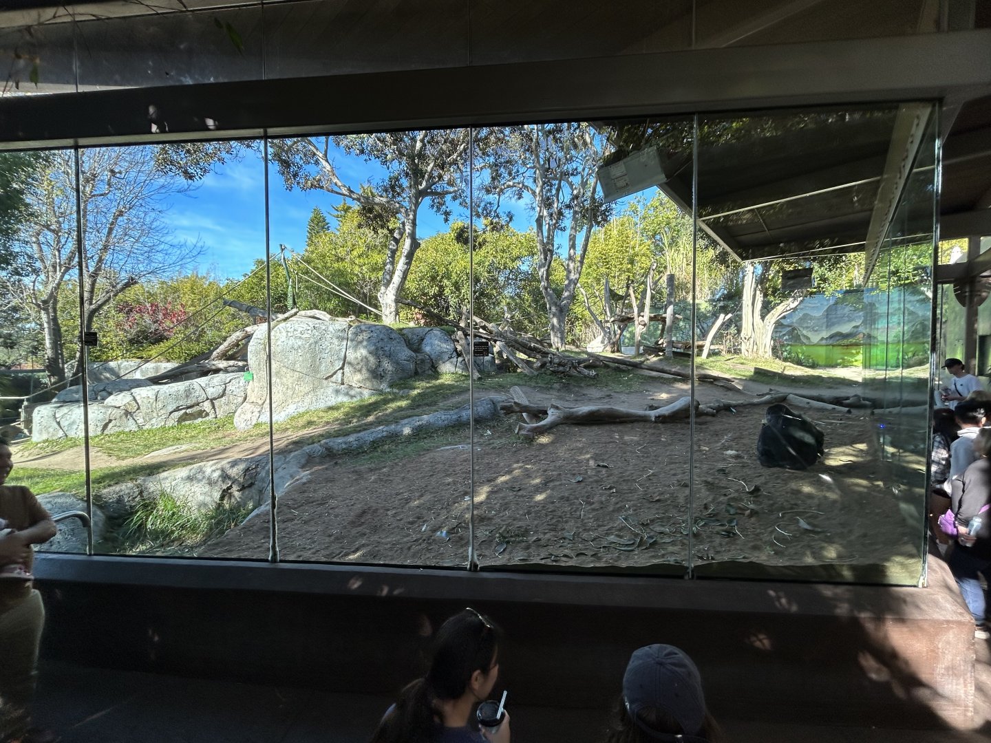 Western Lowland Gorilla Exhibit - Gorilla Tropics