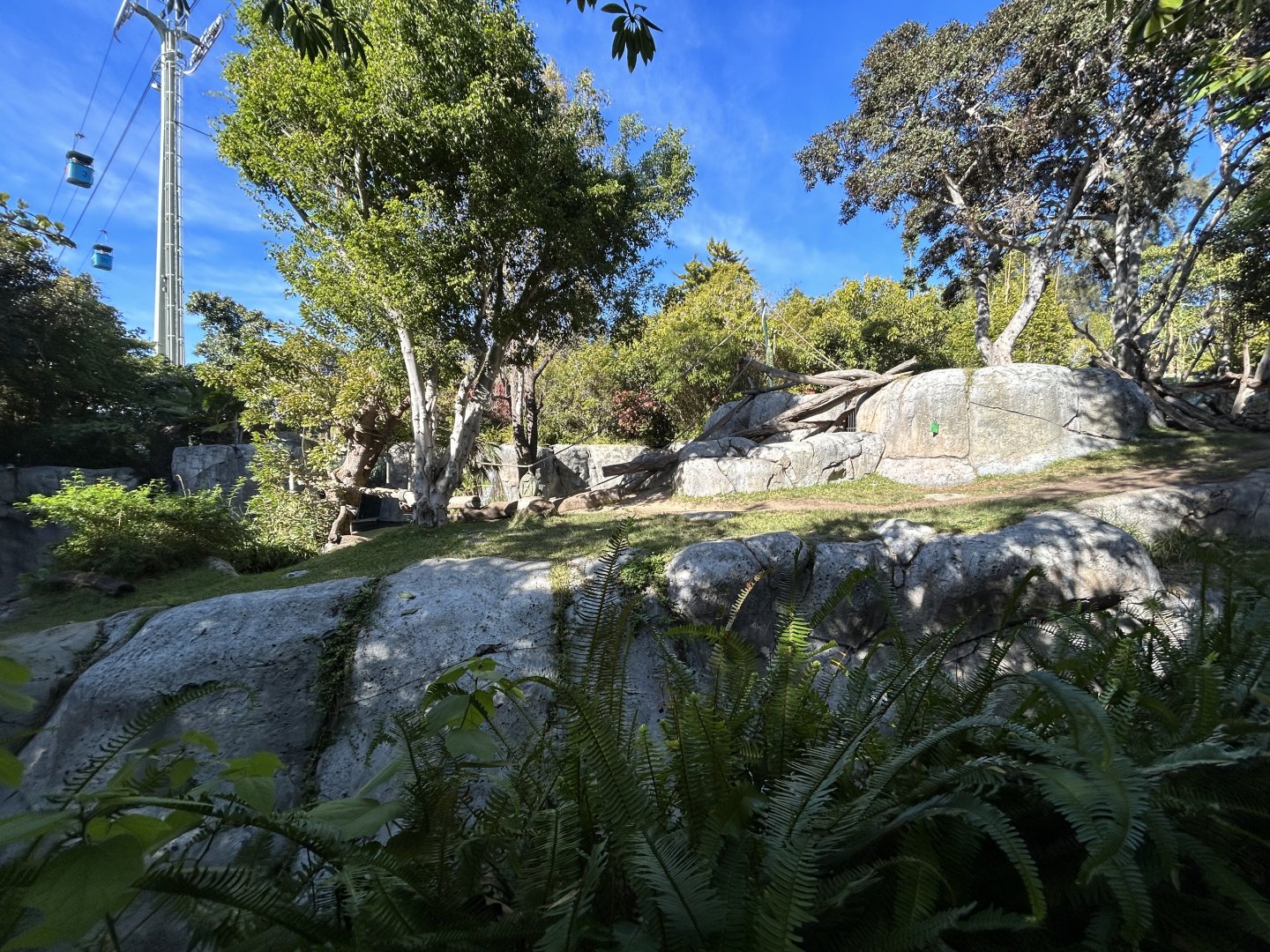 Western Lowland Gorilla Exhibit - Gorilla Tropics