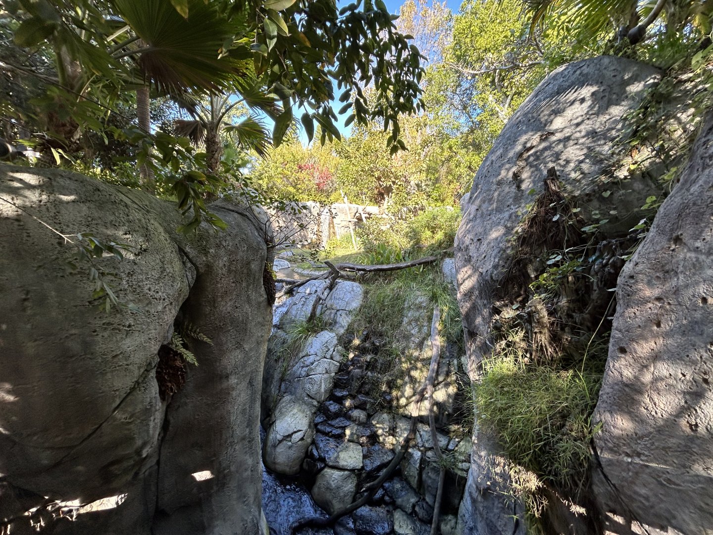 Western Lowland Gorilla Exhibit - Gorilla Tropics