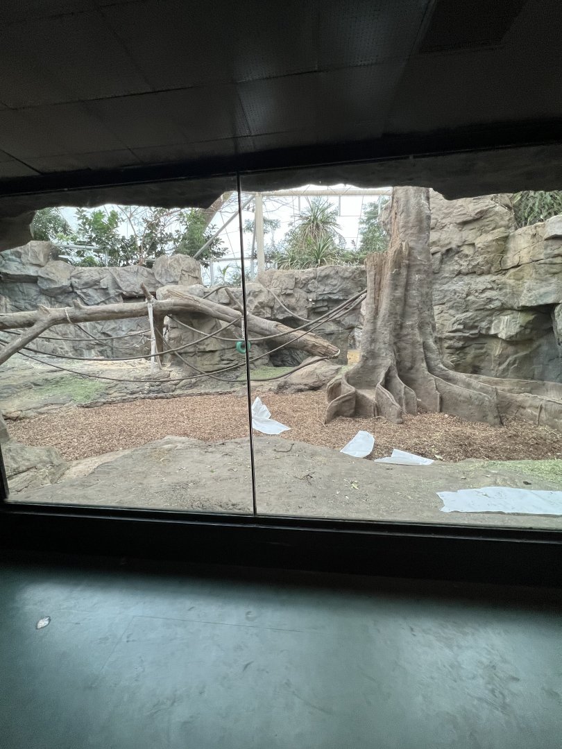 Western Lowland Gorilla Exhibit (indoors)