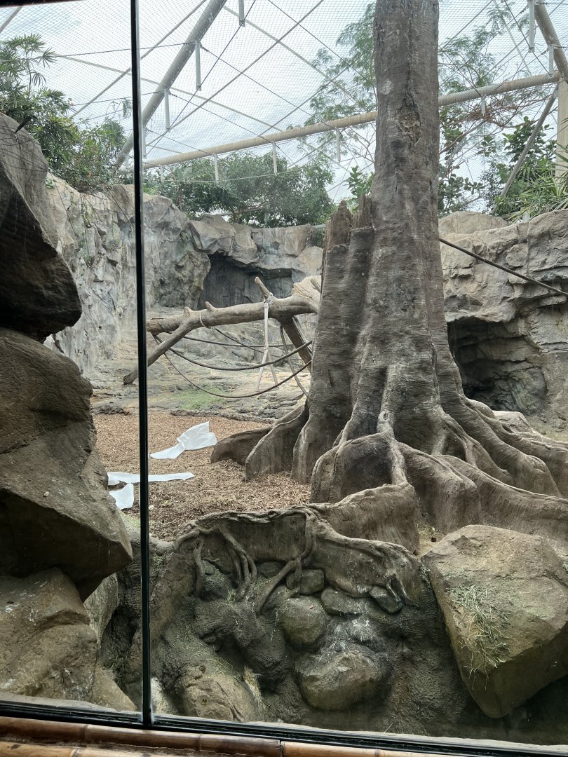 Western Lowland Gorilla Exhibit (indoors)