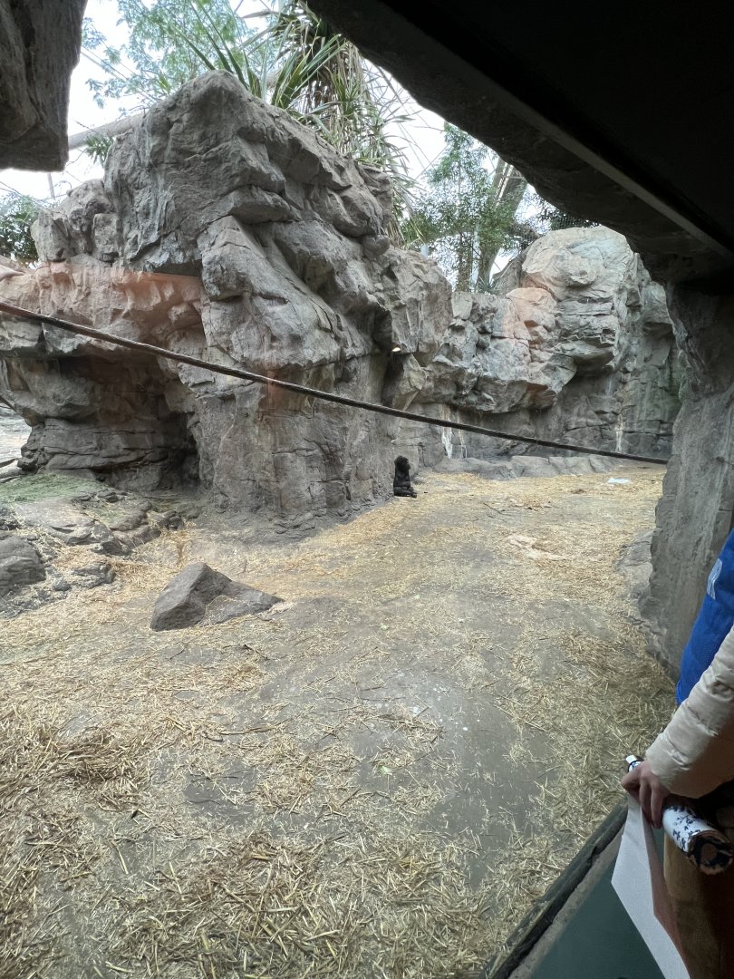 Western Lowland Gorilla Exhibit (indoors)