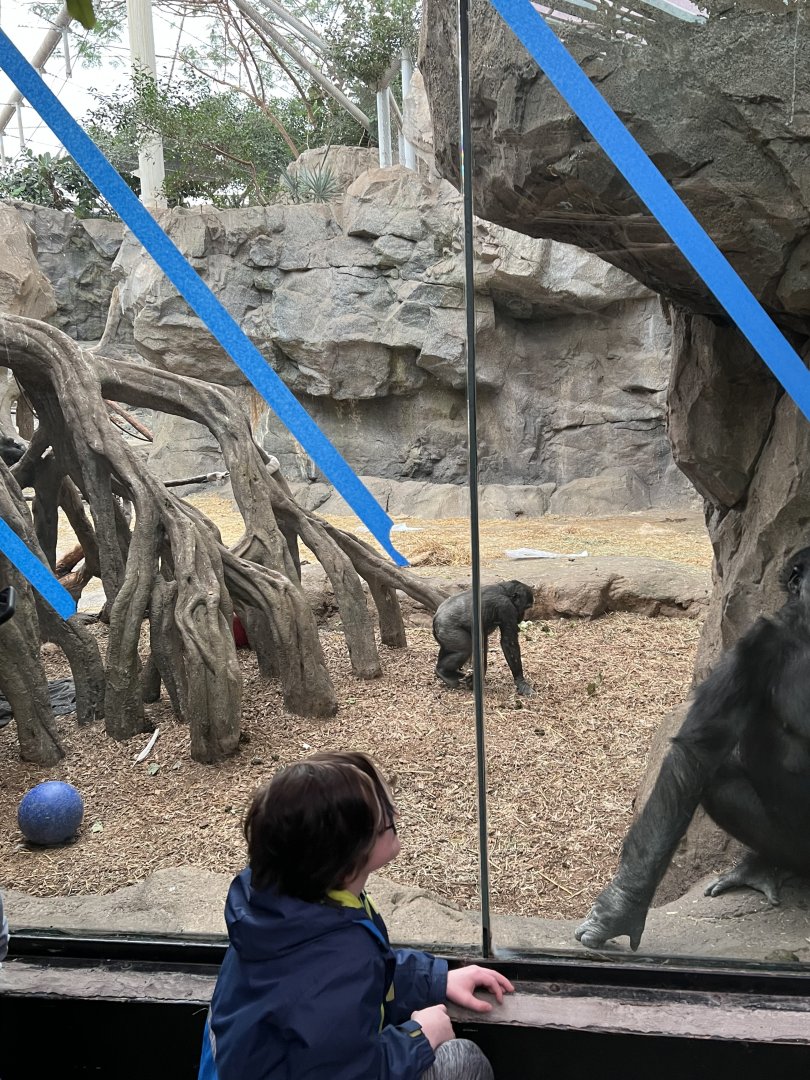 Western Lowland Gorilla Exhibit (indoors)