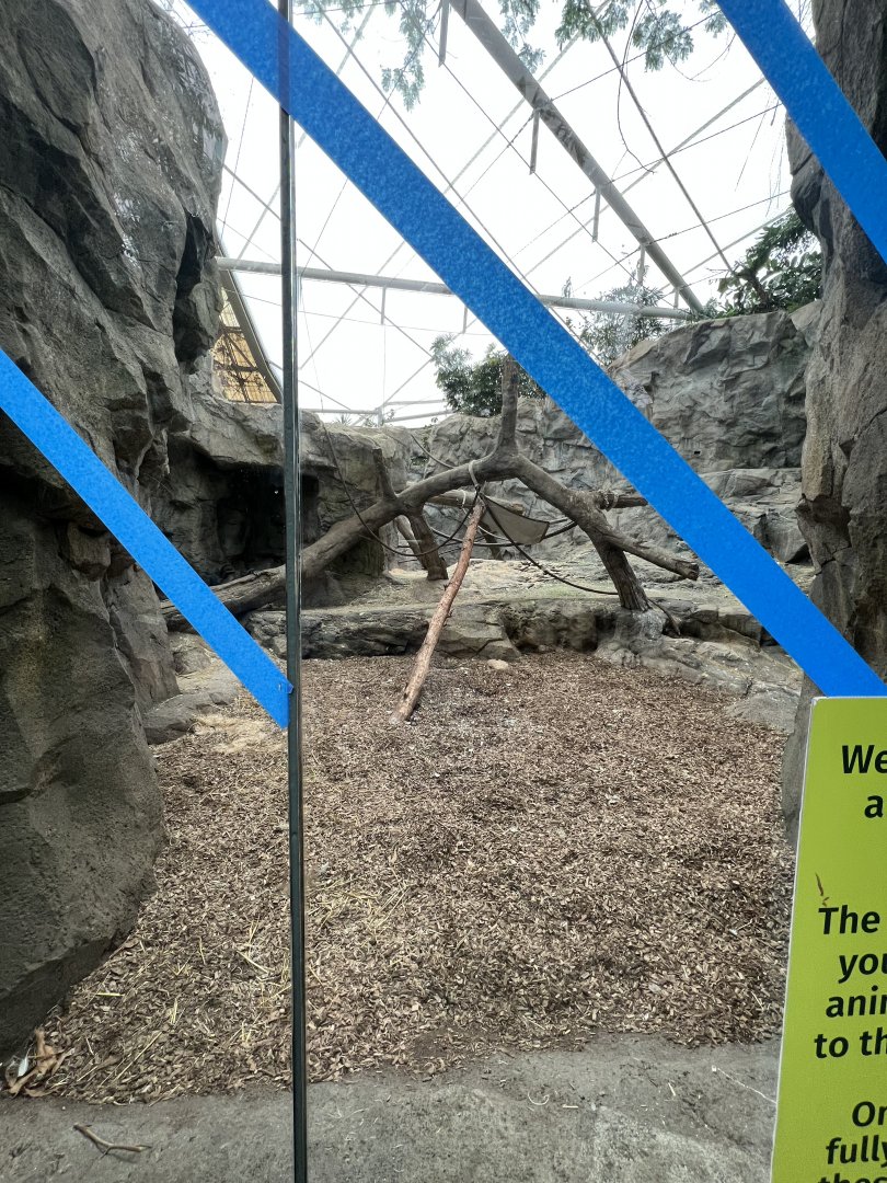 Western Lowland Gorilla Exhibit (indoors)