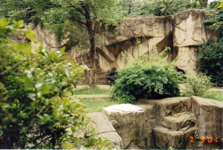 Western Lowland Gorilla Exhibit - July 2001