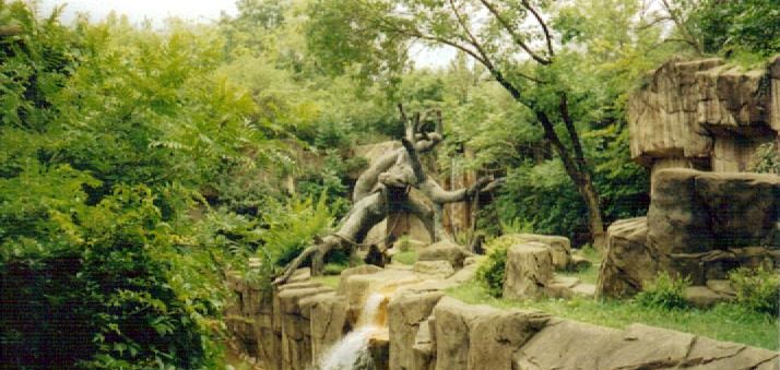 Western Lowland Gorilla Exhibit - July 2001