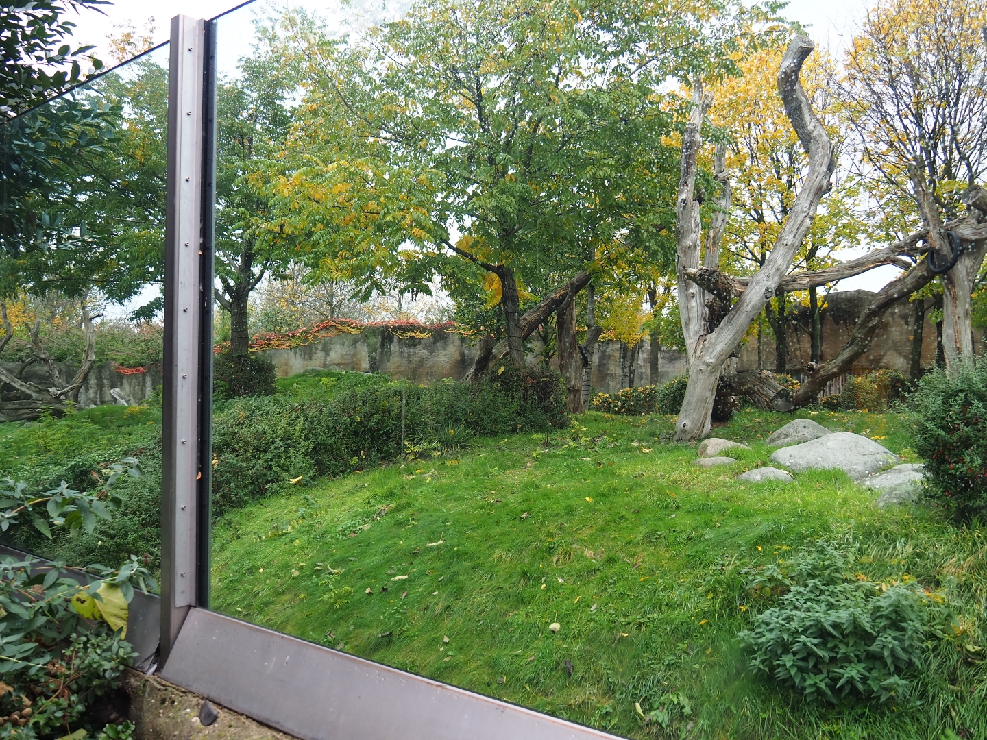 Western lowland gorilla exhibit (Nov 10th, 2018)