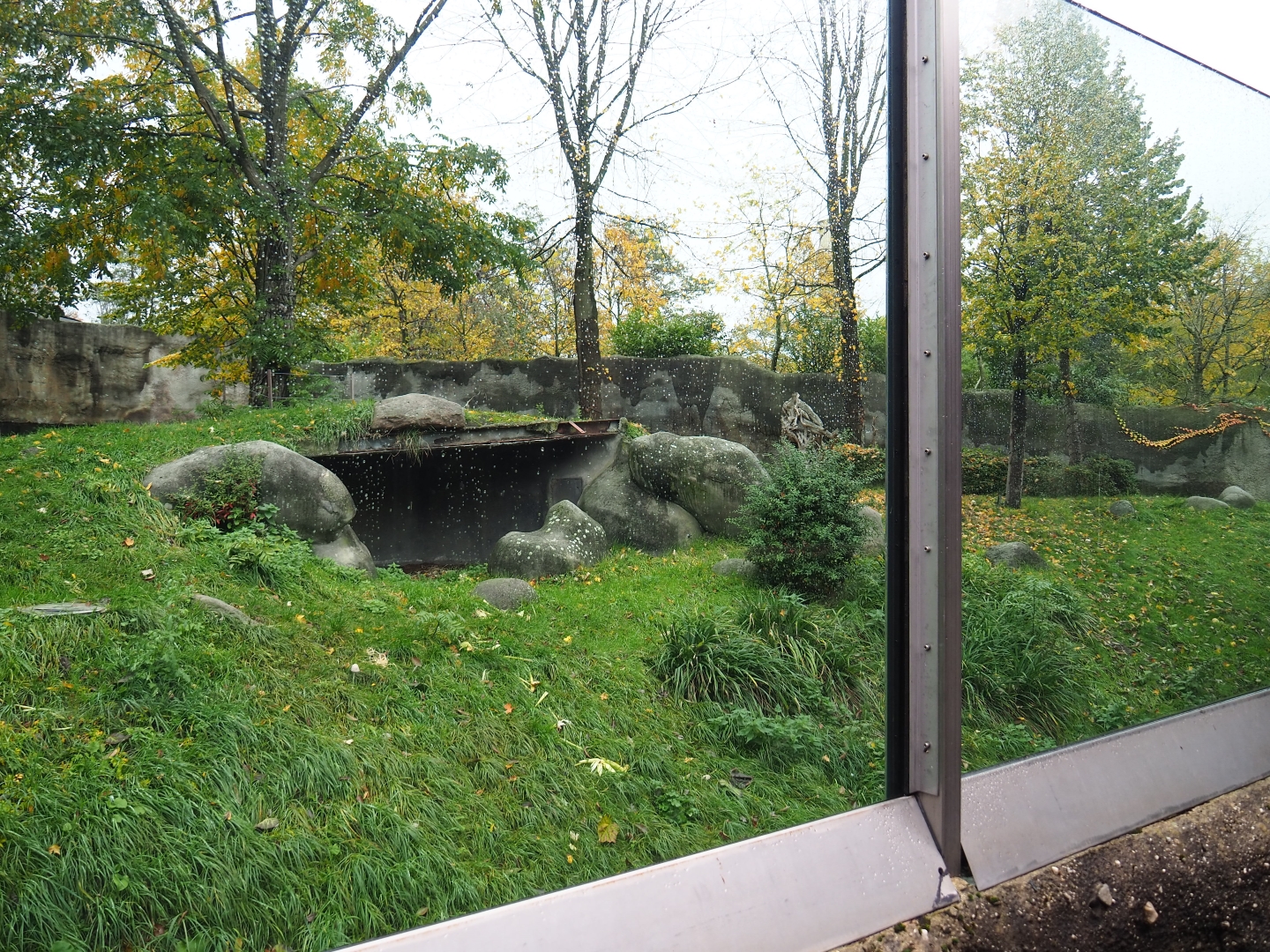 Western lowland gorilla exhibit (Nov 10th, 2018)