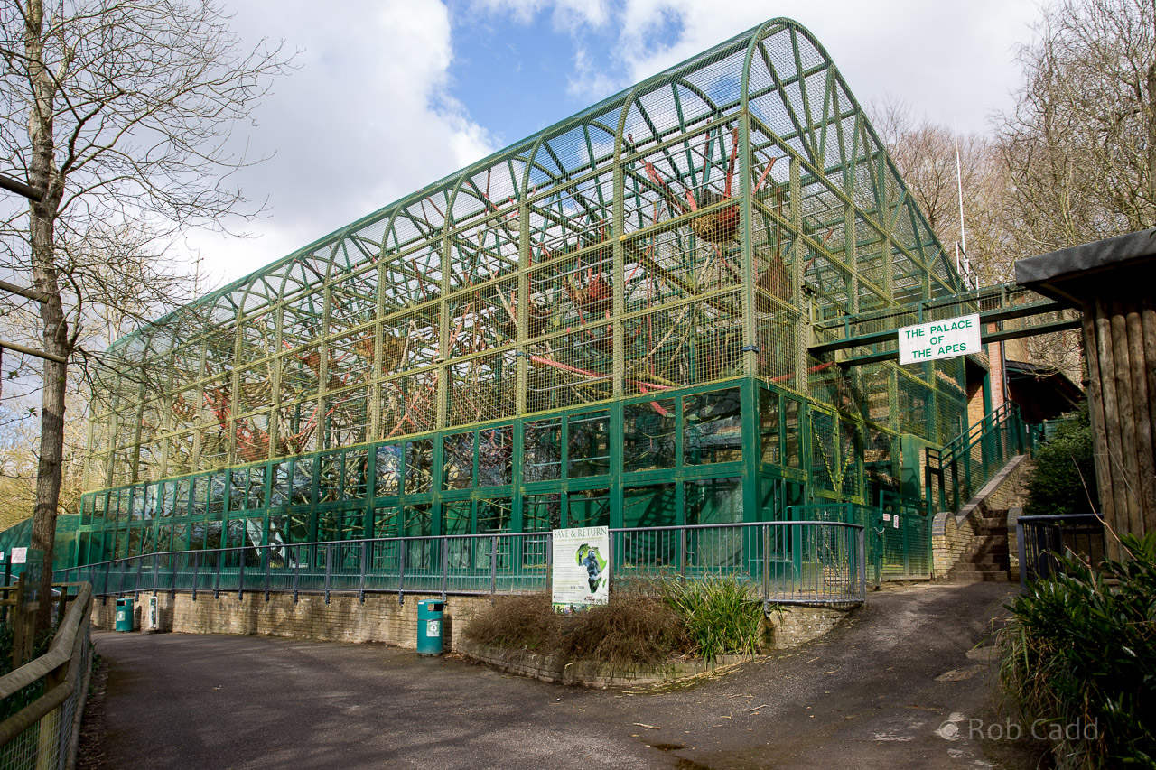 Western lowland gorilla (exhibit) : Port Lympne : 31 Mar 2015