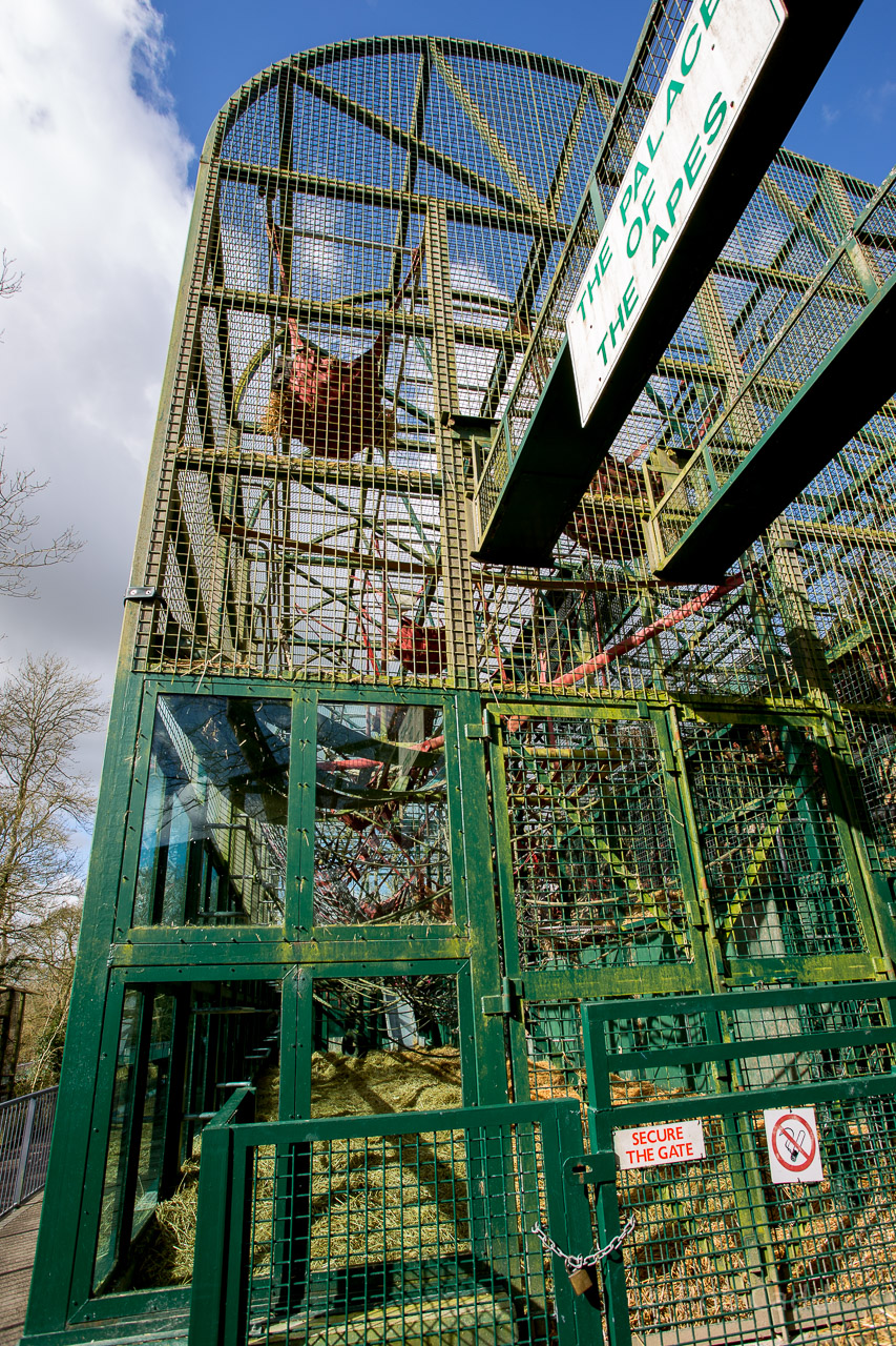 Western lowland gorilla (exhibit) : Port Lympne : 31 Mar 2015