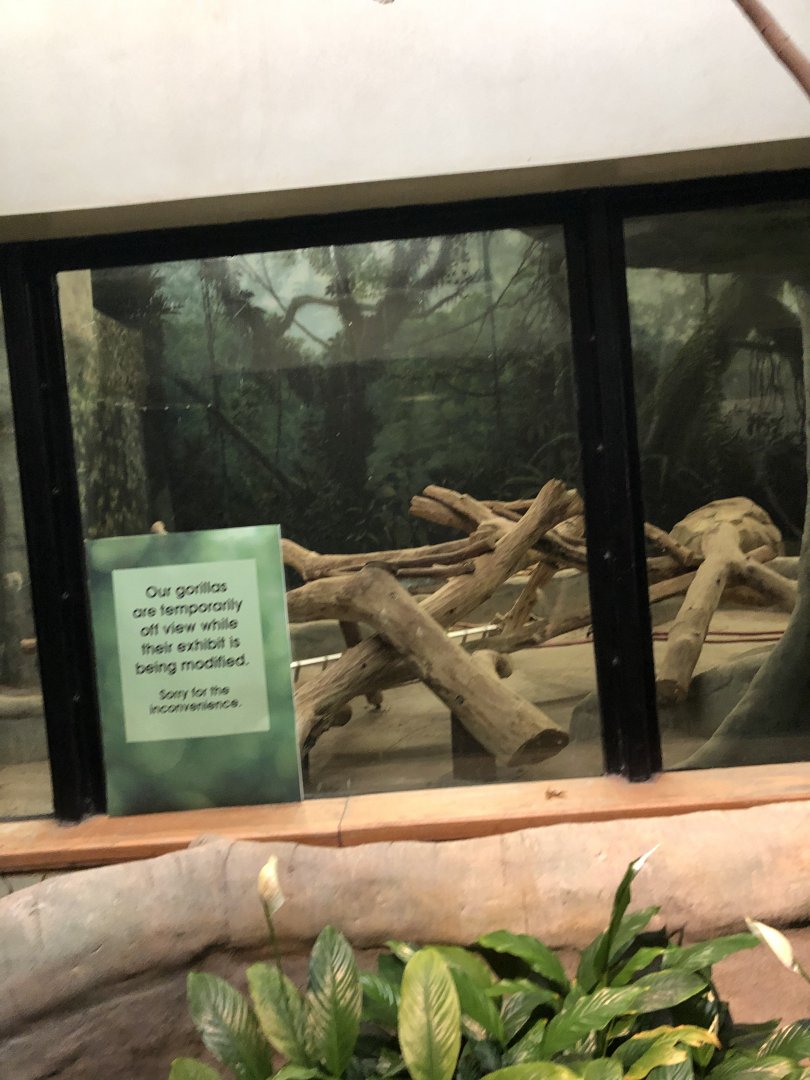 Western Lowland Gorilla Exhibit Renovation