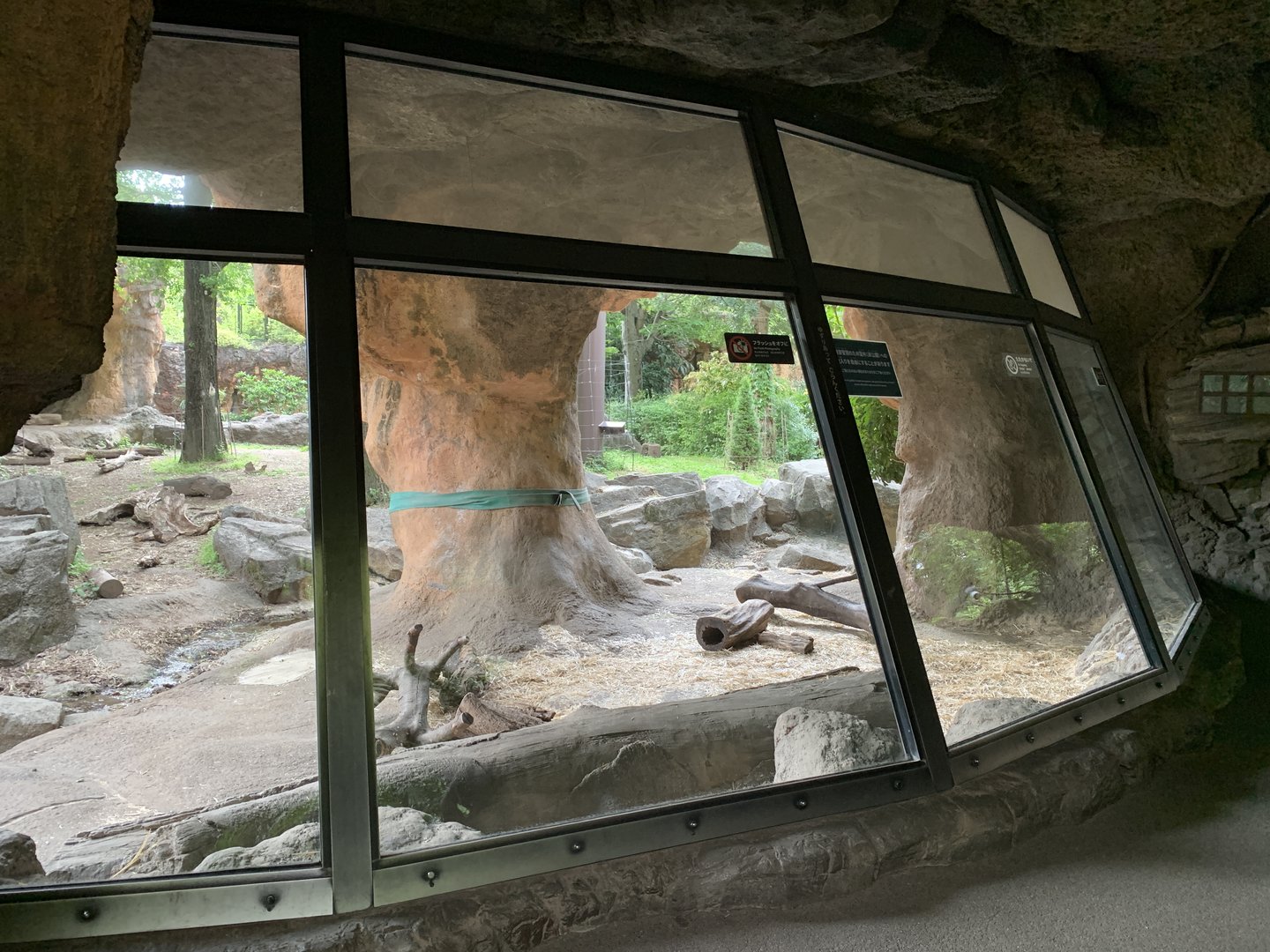 Western Lowland Gorilla Exhibit Viewing