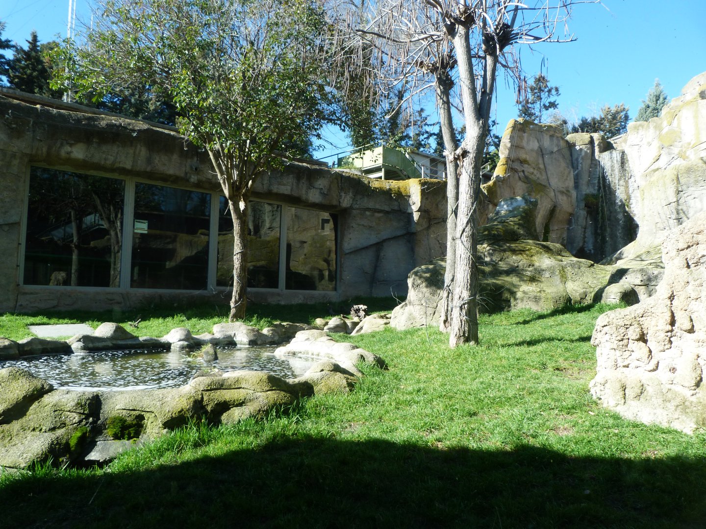 Western lowland gorilla exhibit -Zoo Aquarium de Madrid (2025)