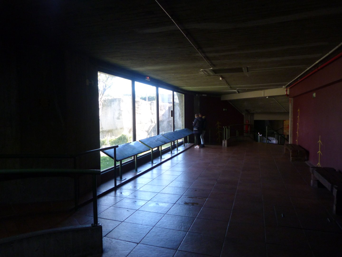 Western lowland gorilla exhibit -Zoo Aquarium de Madrid (2025)