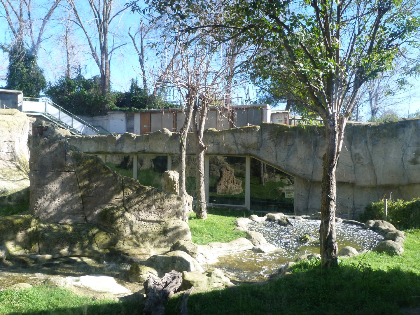 Western lowland gorilla exhibit -Zoo Aquarium de Madrid (2025)