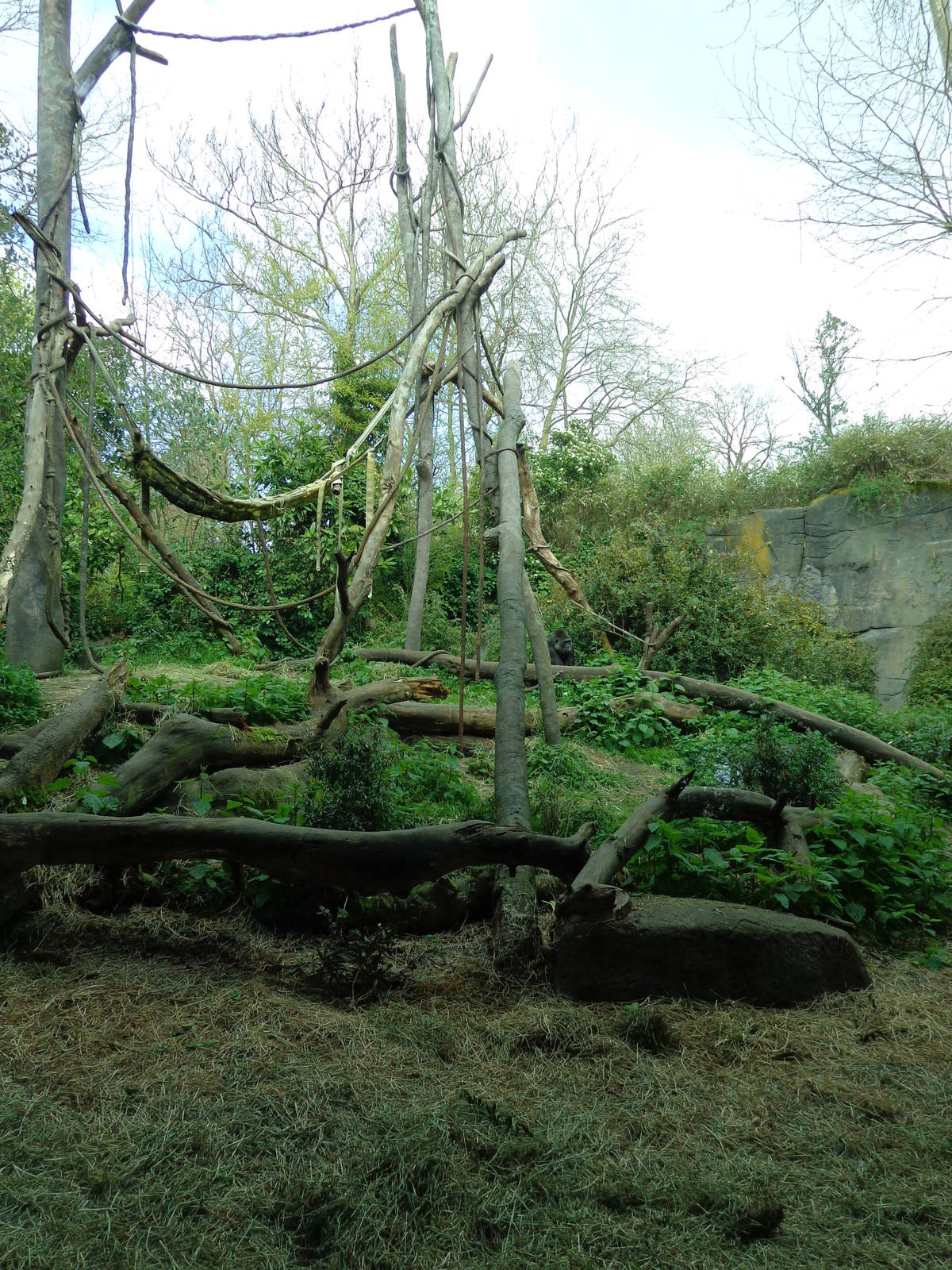 Western Lowland Gorilla Exhibit