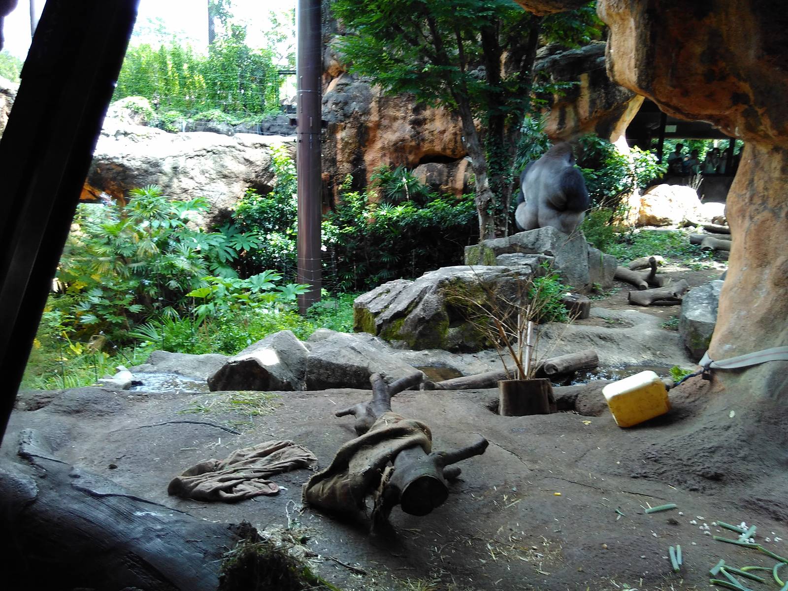 Western lowland gorilla exhibit