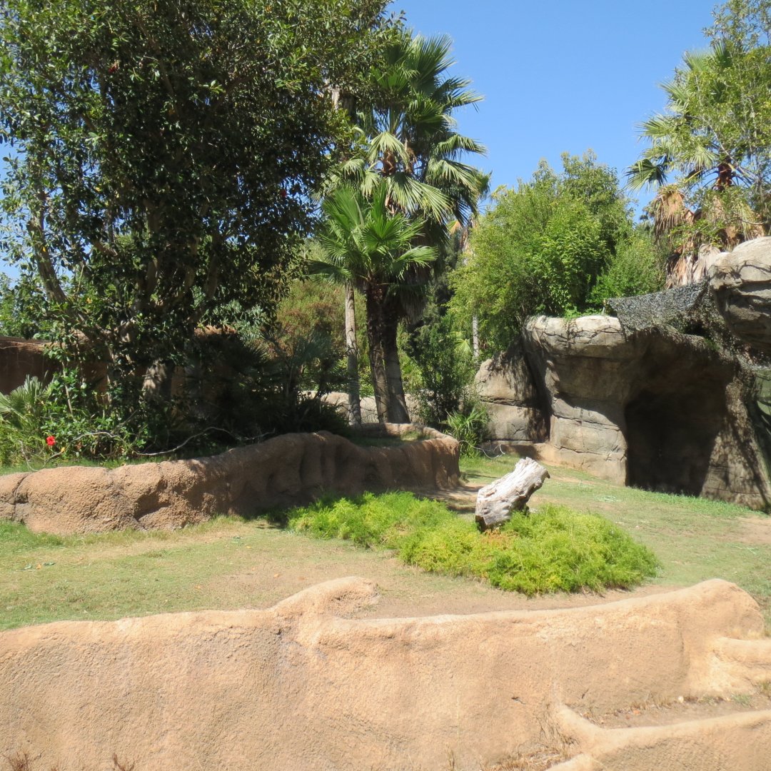 Western Lowland Gorilla Exhibit